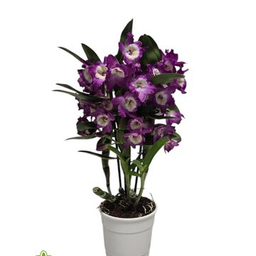 Dendrobium nobile BOUQUET PURPLE RAIN