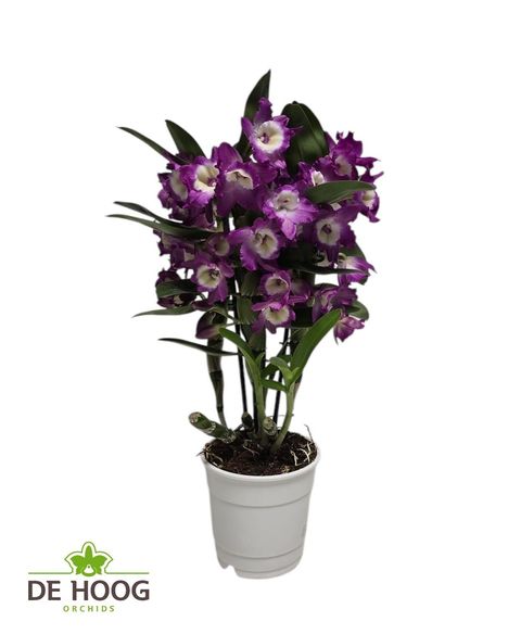 Dendrobium nobile BOUQUET PURPLE RAIN