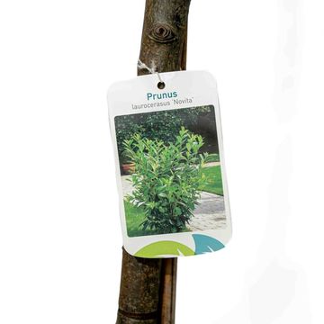 Prunus laurocerasus 'Novita'
