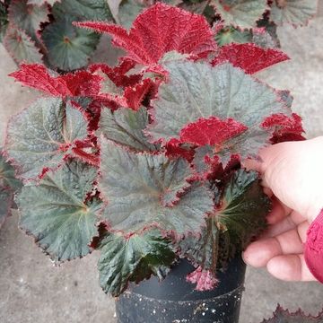 Begonia 'Midnight Magic'