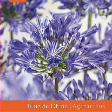 Agapanthus 'Blue de Chine'