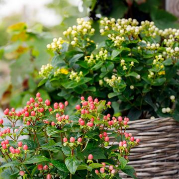 Hypericum MIRACLE BLIZZ