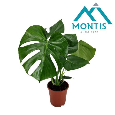 Monstera deliciosa