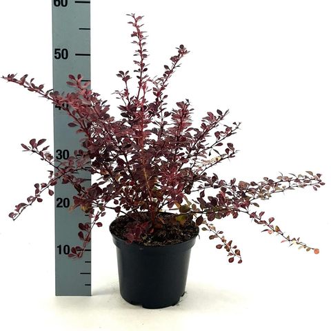 Berberis thunbergii 'Rose Glow'
