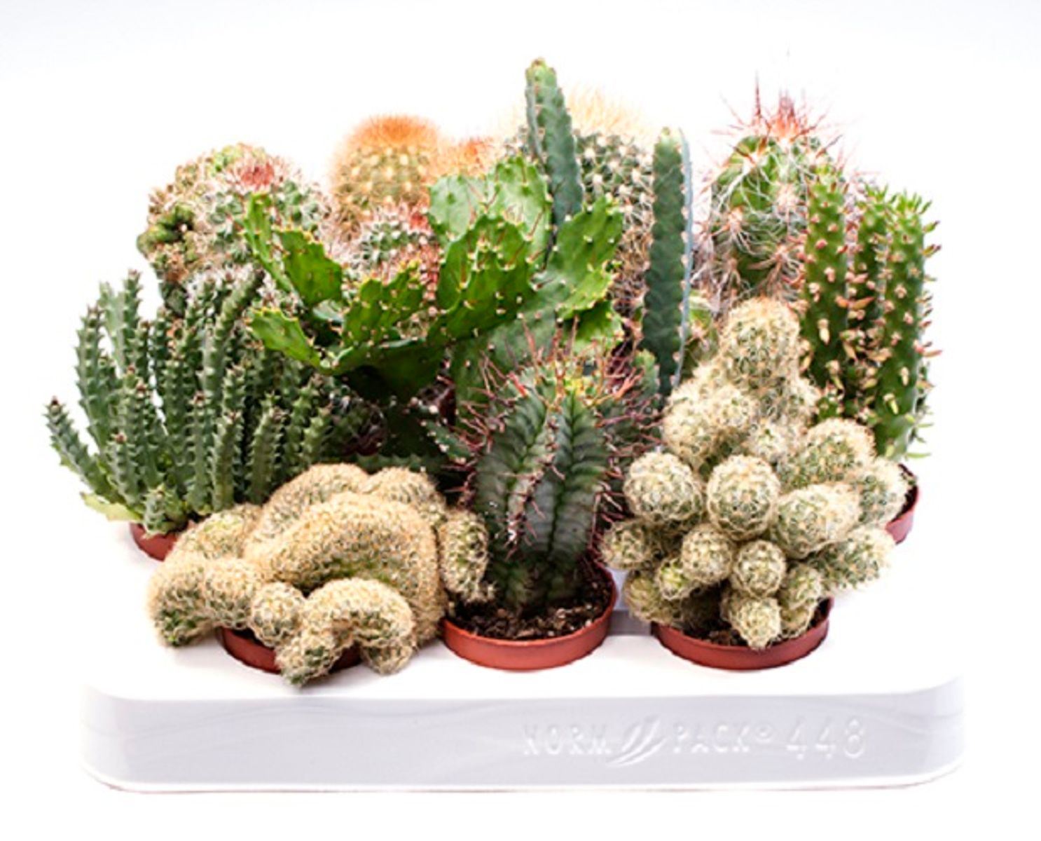 Cactus MIX — Plant Wholesale FlorAccess