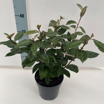 Elaeagnus x ebbingei