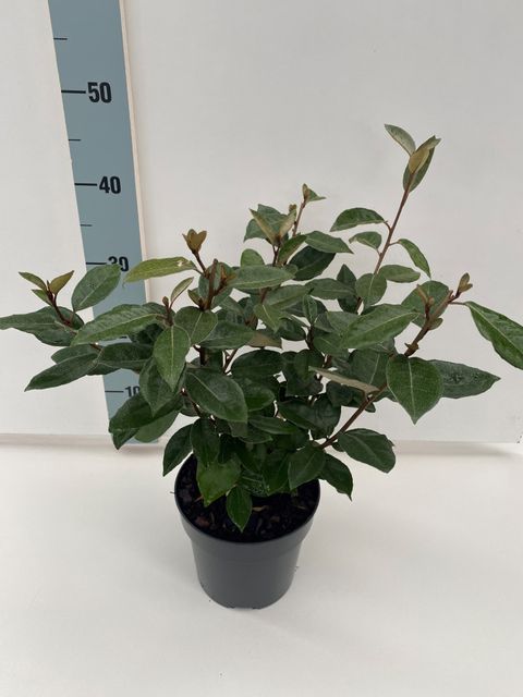 Elaeagnus x ebbingei