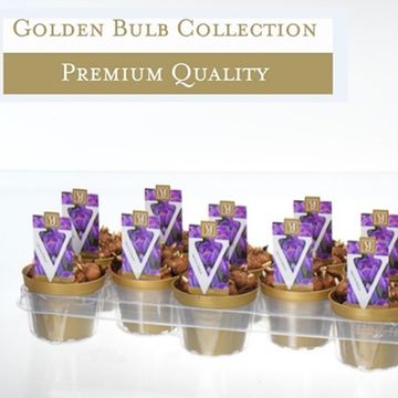 Crocus vernus 'Flower Record'