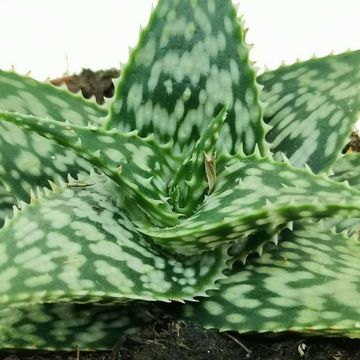 Aloe somaliensis