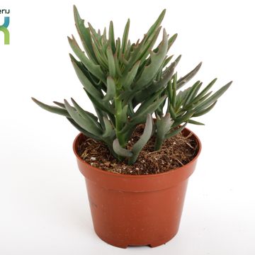 Kalanchoe x kewensis 'Spider Green'