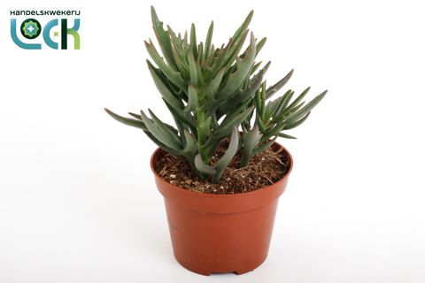 Kalanchoe x kewensis 'Spider Green'