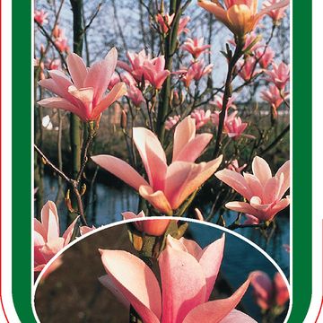 Magnolia 'Heaven Scent'