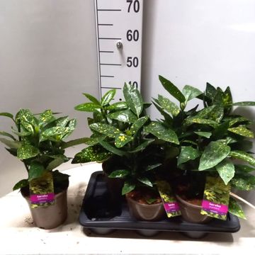 Aucuba japonica 'Variegata'