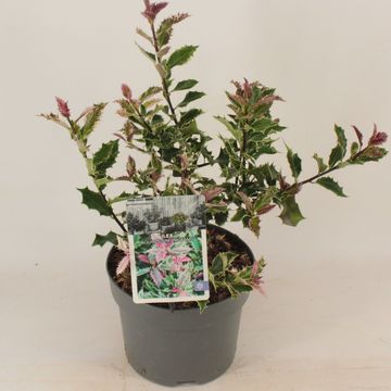 Ilex aquifolium 'Ingramii'