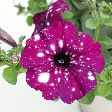 Petunia ROYAL SKY