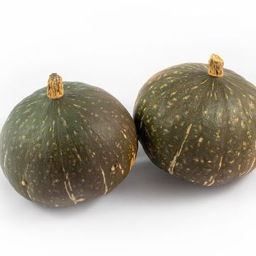 Cucurbita maxima 'Hokkaido'