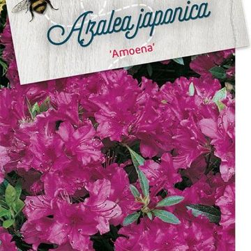 Rhododendron 'Amoenum' (AJ)