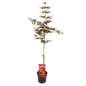 Acer palmatum 'Livy'