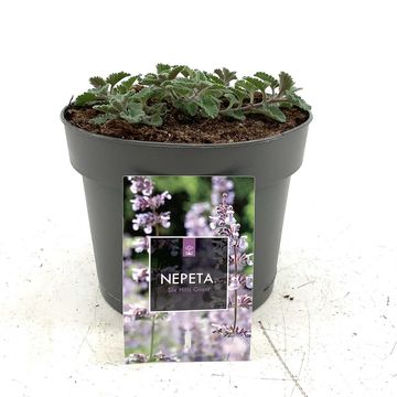 Nepeta 'Six Hills Giant'
