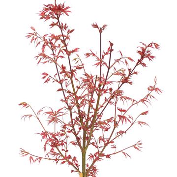 Acer palmatum 'Shaina'