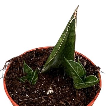 Sansevieria 'Table Mountain'