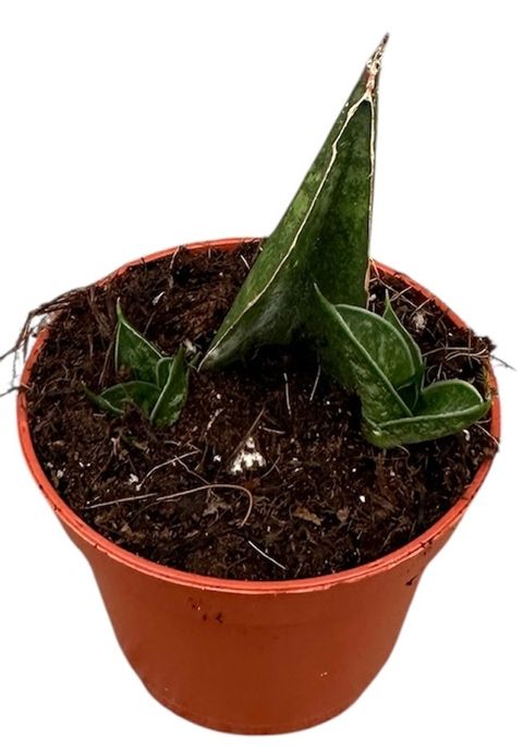 Sansevieria 'Table Mountain'