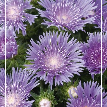 Stokesia laevis 'Blue Star'