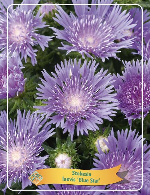 Stokesia laevis 'Блю Стар'