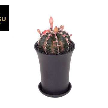 Gymnocalycium 'Variegata'