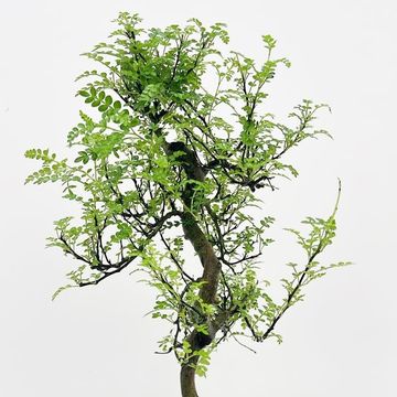 Zanthoxylum piperitum