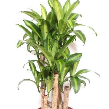 Dracaena fragrans 'Massangeana'