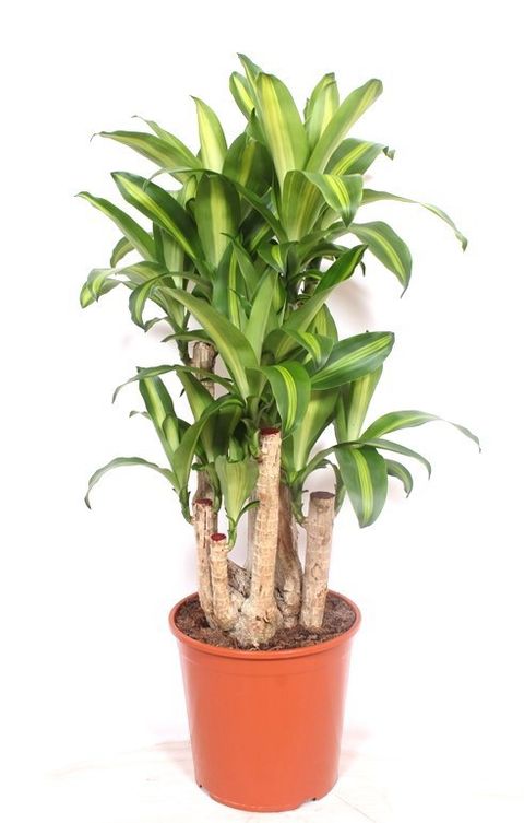 Dracaena fragrans 'Massangeana'