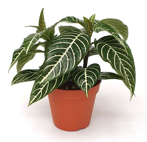 Aphelandra squarrosa 'Dania'