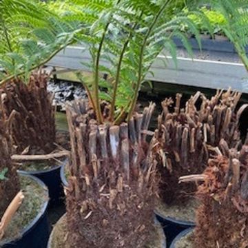 Dicksonia antarctica