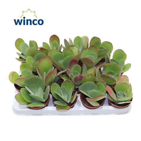 Kalanchoe thyrsiflora