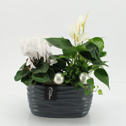 Arrangement Christmas