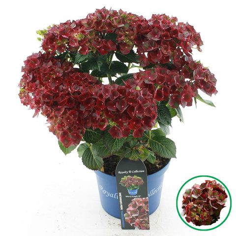 Hydrangea macrophylla ROYALTY COLLECTION BLACK KNIGHT