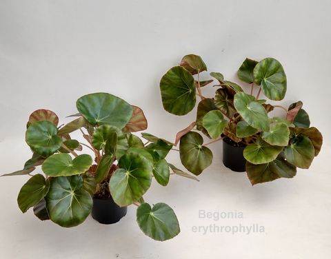 Begonia x erythrophylla