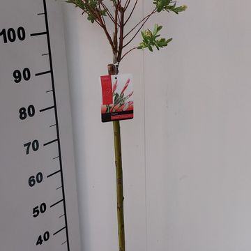 Salix integra 'Flamingo'