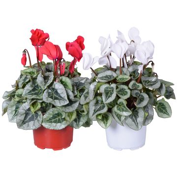 Cyclamen persicum SUPER SERIE REMBRANDT MIX