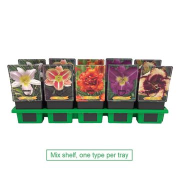 Hemerocallis MIX