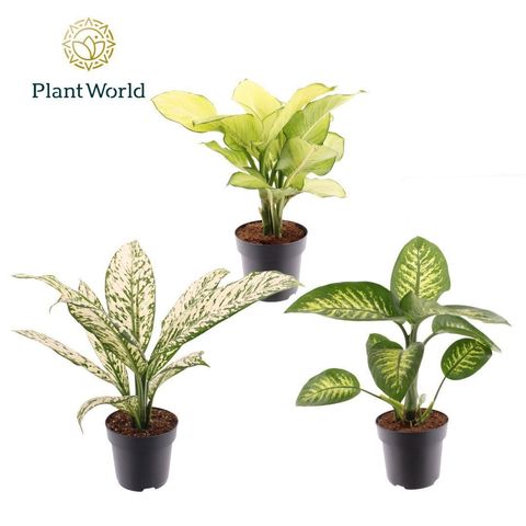 Dieffenbachia MIX