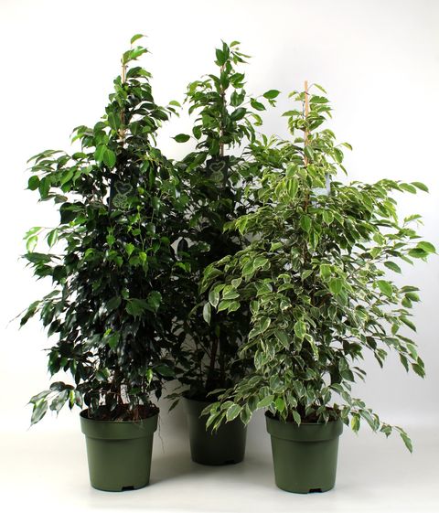 Ficus MIX