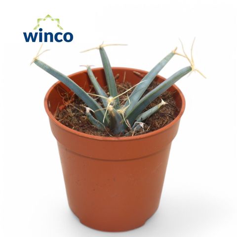 Leuchtenbergia principis