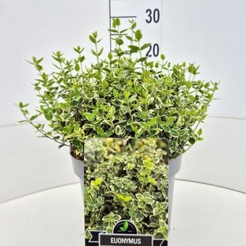 Euonymus fortunei 'Emerald Gaiety'