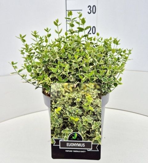 Euonymus fortunei 'Emerald Gaiety'