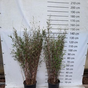 Fargesia nitida 'Black Pearl'