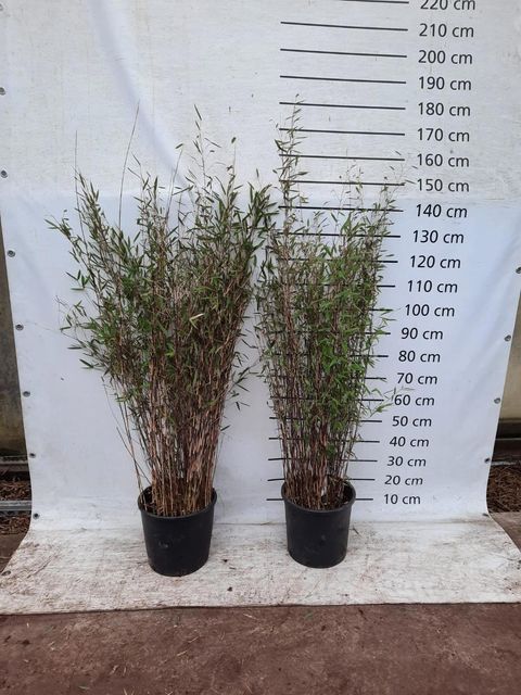 Fargesia nitida 'Black Pearl'