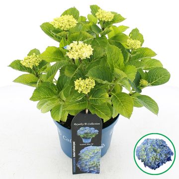 Hydrangea macrophylla ROYALTY FABOLO BLUE