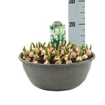 Muscari armeniacum 'Siberian Tiger'